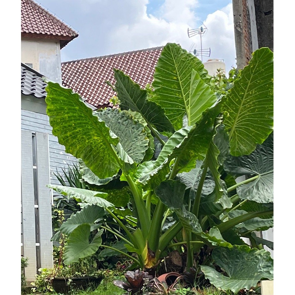Tanaman Talas Sente Hijau ukuran JUMBO 
