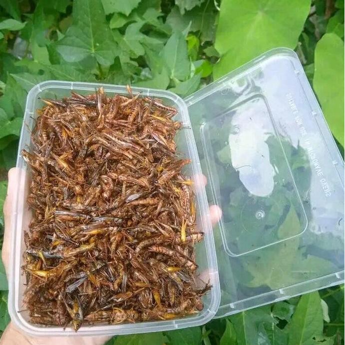 

Belalang Goreng Kriuk Gurih Camilan Lauk Crispy Herbal Makanan Ringan Murah Enak Snack Halal Sehat Lezat Sedap Pedas Gurih Tanpa Pengawet Bebas Gula Jajanan Kering Awet Oleh Oleh Makanan Terlaris Termurah Hot Kaya Protein Alami Food Snacks Cemilan Keripik