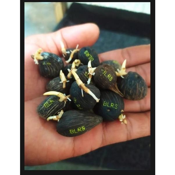 Benih Polong Kecambah Bibit Sawit Dxp Lonsum Unggul Medan Bersertifikat Premium Asli Pelepah Panjang