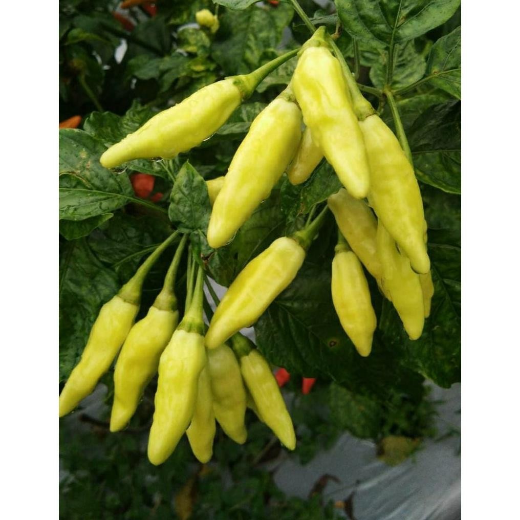 Promo Cod Benih Cabe Rawit Unggul Gerombol Bestop Original 2000 Biji Bibit Cabe Rawit Pedas Tahan Vi