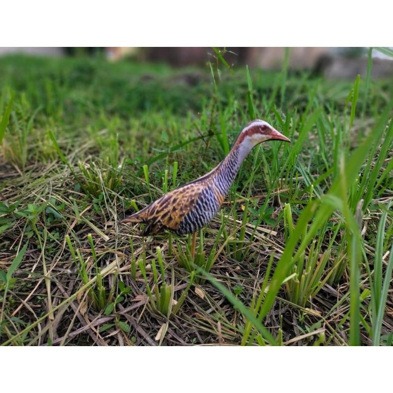 PATUNG JONTROT BURUNG SINTAR WERIS MIRIP ASLI AMPUH - JONTROT SINTAR WERIS - PATUNG DECOY BURUNG SIN