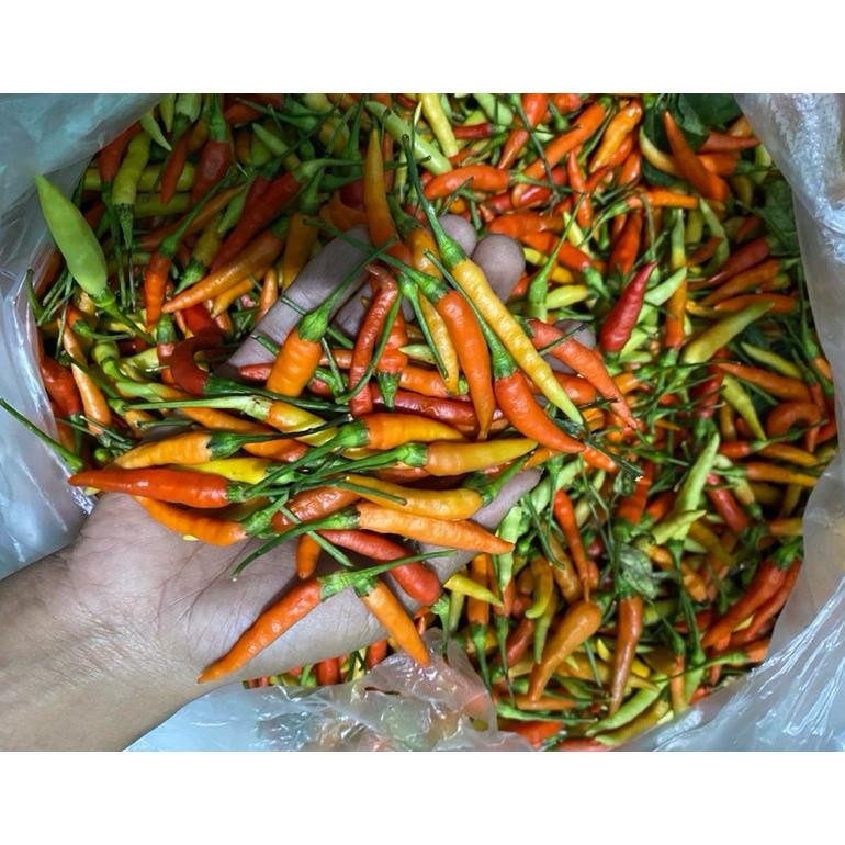 

Tersedia Sekarang Cabe Rawit Ori Probolinggo 1Kg