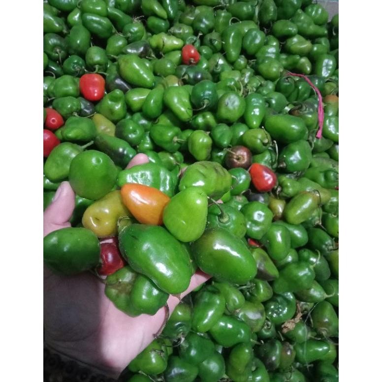 

Special Price Cabe Gendot 500Gram