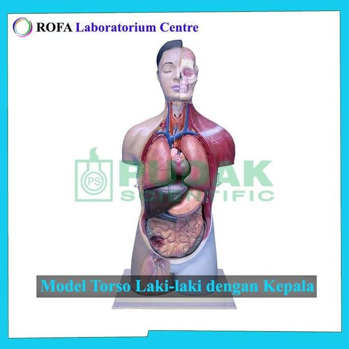 Model Torso / Model Anatomi Tubuh Manusia / Trunk / Model Tubuh New Stok