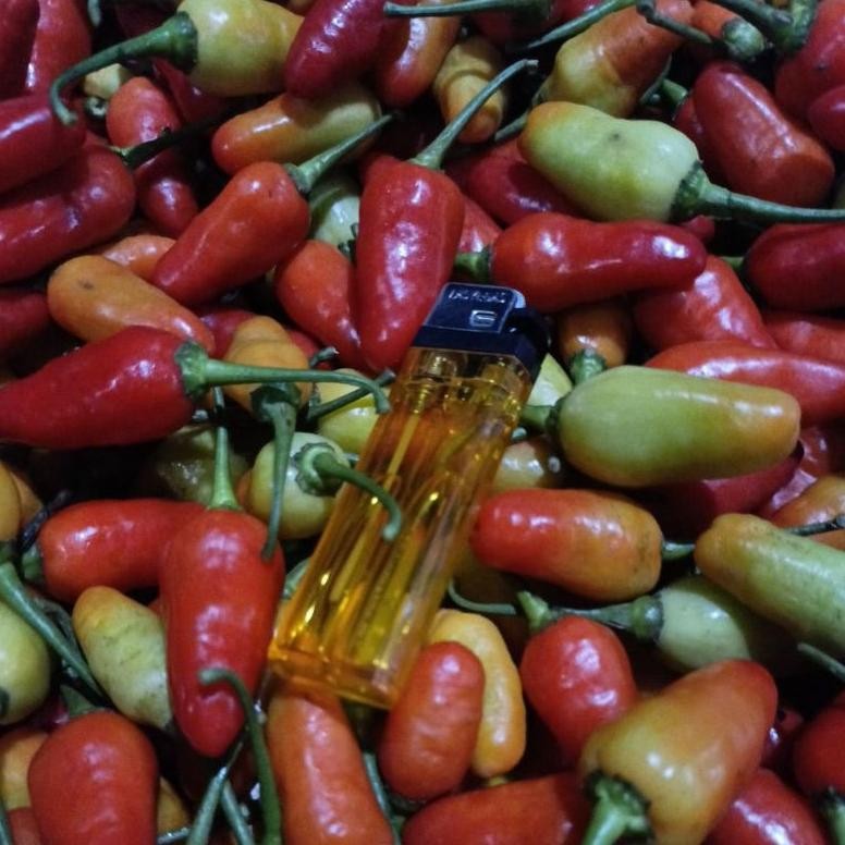 

Revolusioner Cabe Rawit Fresh 1-Kg Lato-Lato
