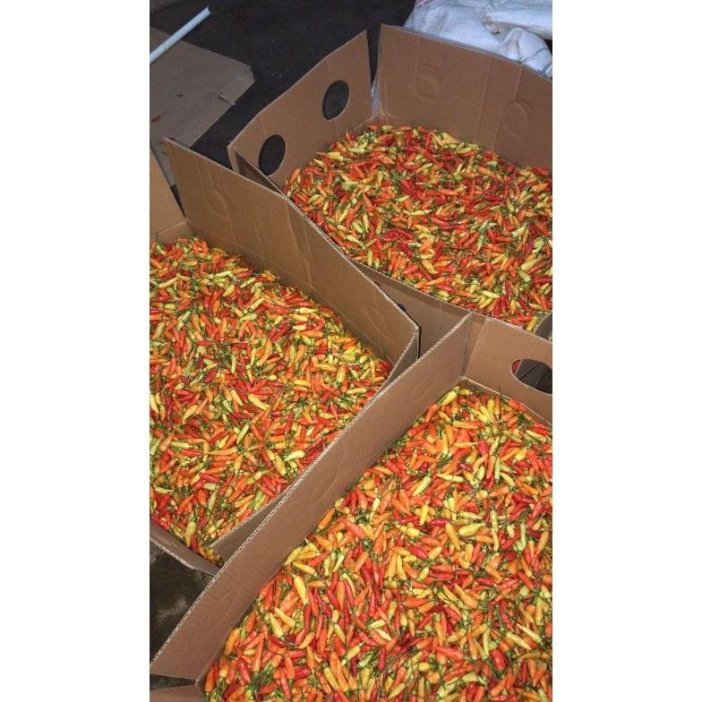 

Perhatian Cabe Rawit Ori Super Fresh Ori Sleman 1Kg