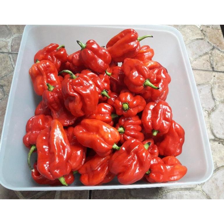 

Momen Spesial Biji Cabe Katokkon Super / Cabe Toraja Super Isi 20 Butir