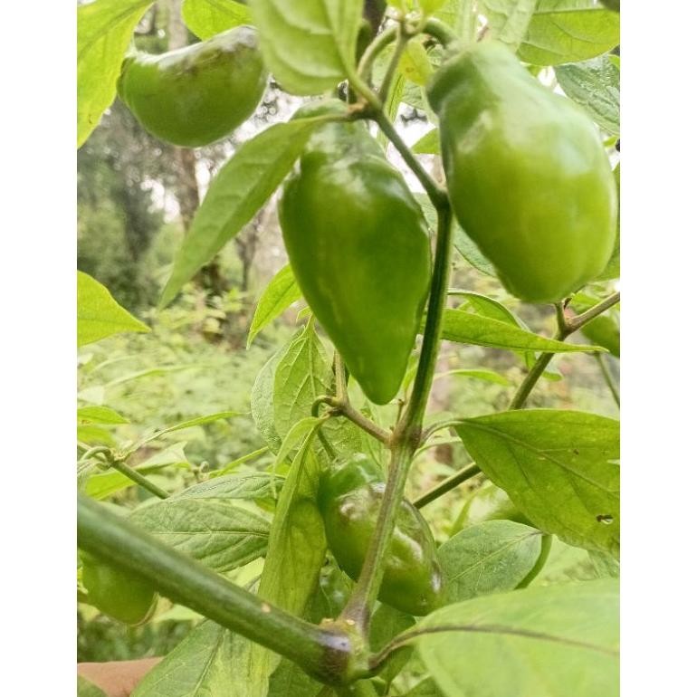 

Inspiratif Cabe Gendot Segar Super Besar Isi 500Gr