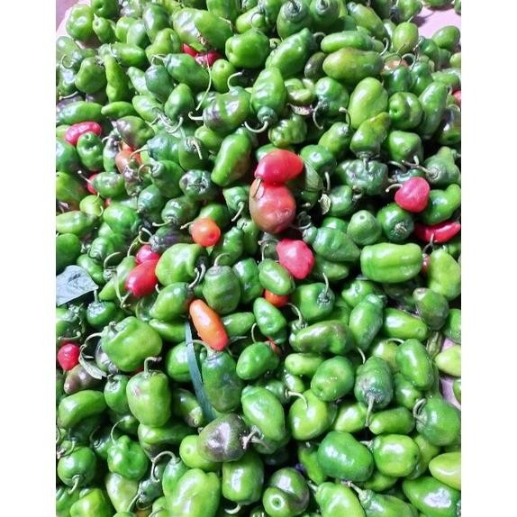 

Dapatkan Cabai Gendot Asli Dieng ( Promo Harga Termurah) Berat 1 Kg