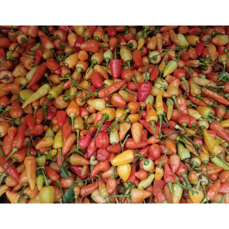 

Keuntungan Cabe Rawit 1Kg Fresh Termurah !!!