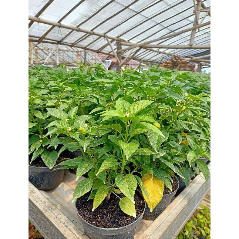 

Cod Tanaman Cabe Paprika - Cabai Gendot - Lombok Terpedas Di Dunia