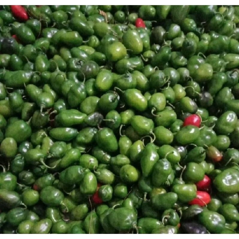 

Eksklusif Pete Cabe Gendot || Pete Pata Termurah 10Papan