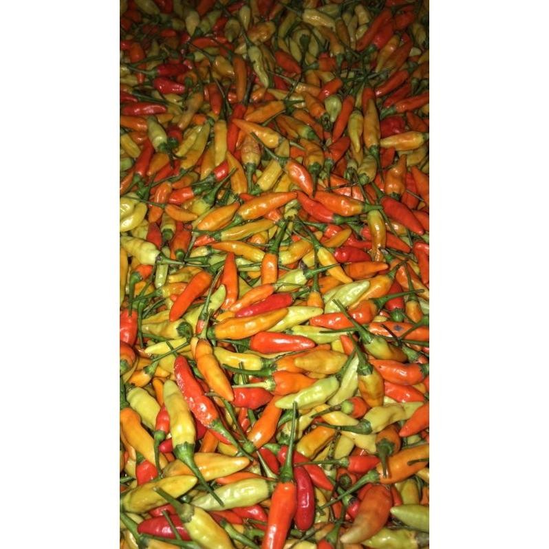 

Mudah Cabe Rawit Ori Super Fresh Ori Sleman 1Kg