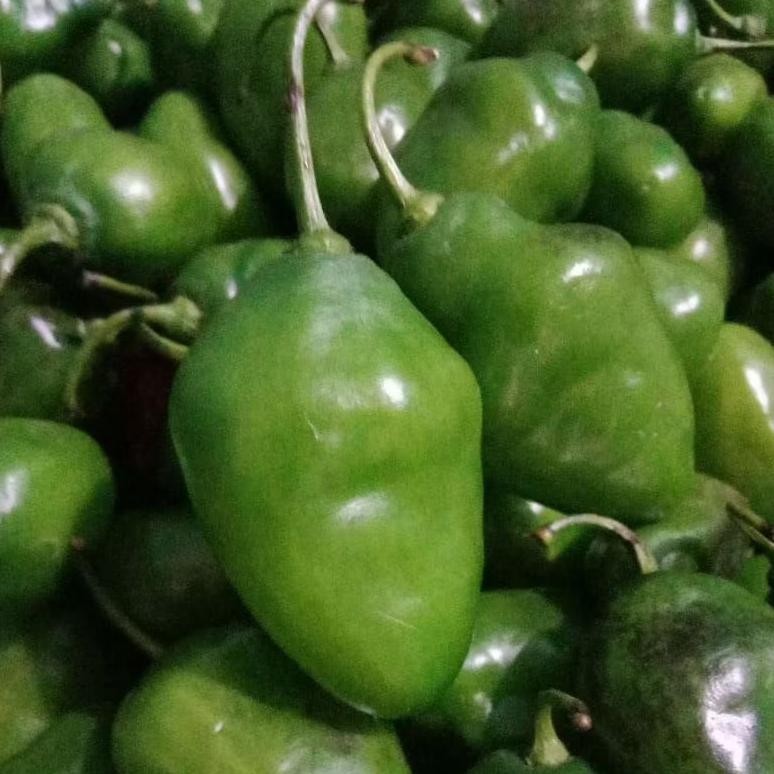 

Aman Terbaik Cabe Gendot Segar Super Besar Isi 500Gr