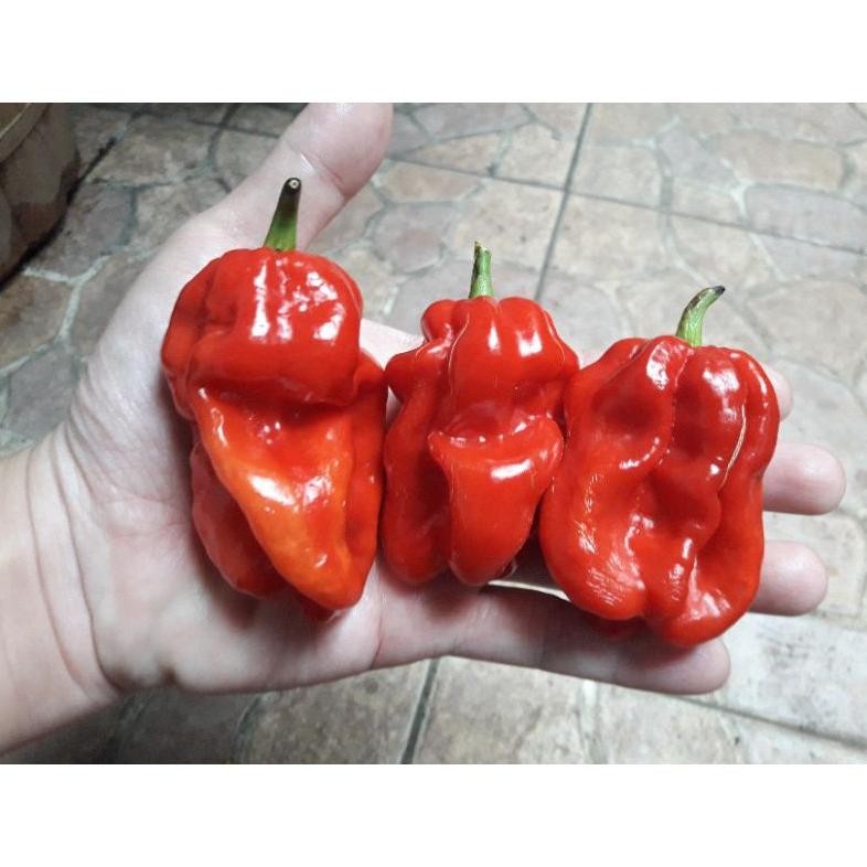 

Fungsi Biji Cabe Katokkon Super / Cabe Toraja Super Isi 20 Butir