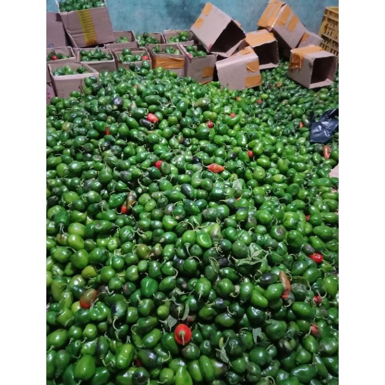 

Solusi Cabe Gendot 500Gram