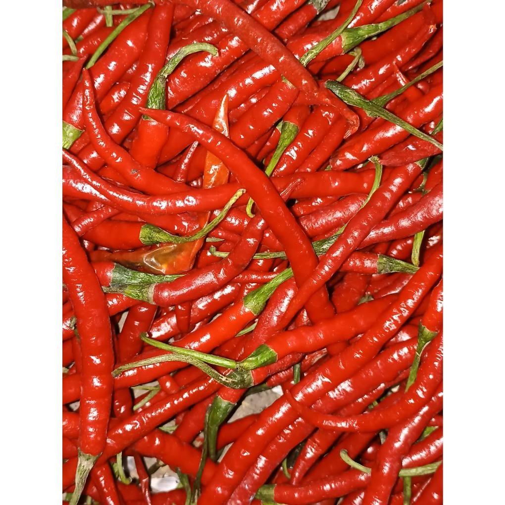 

Inspiratif Cabai Merah Kriting Fresh 1 Kg