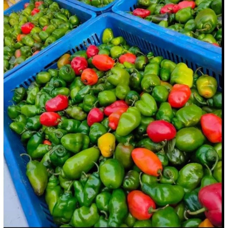 

Kenyamanan Cabe Gendot Segar 500 Gram - Fresh Organik