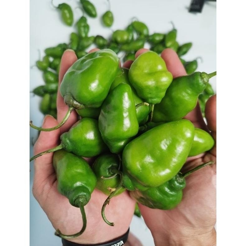 

Waktu Terbatas Cabe Gendot Hijau 1 Kg - Dipetik Langsung Dr Kebun