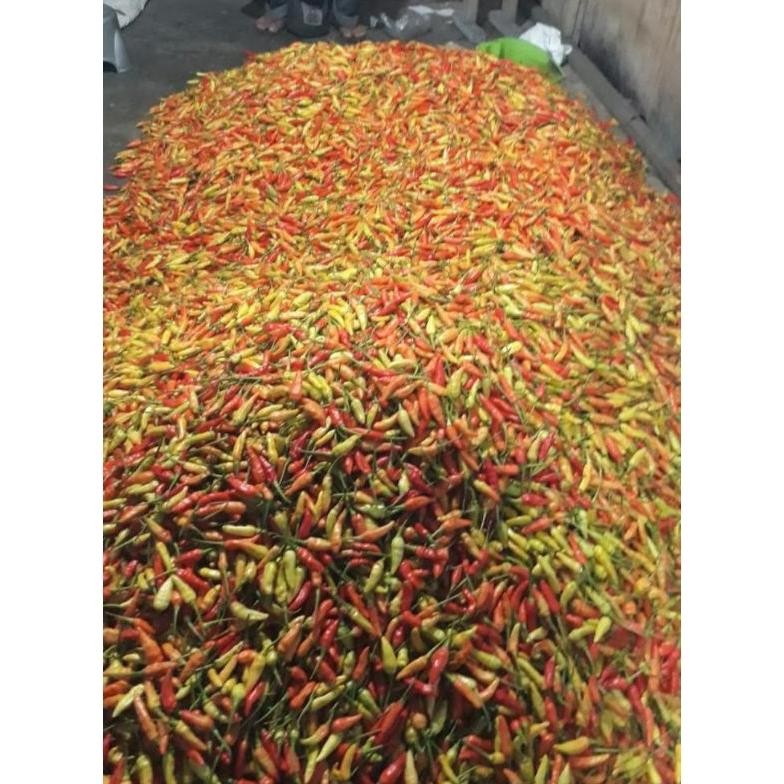 

Luar Biasa Cabe Rawit Ori Super Fresh Ori Sleman 1Kg