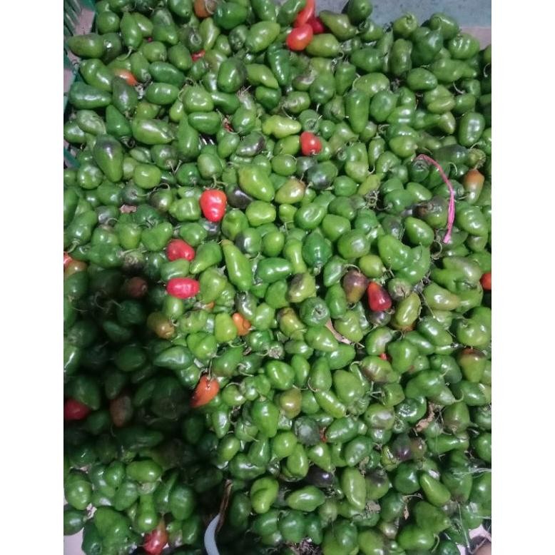 

Terpopuler Cabe Gendot 500Gram