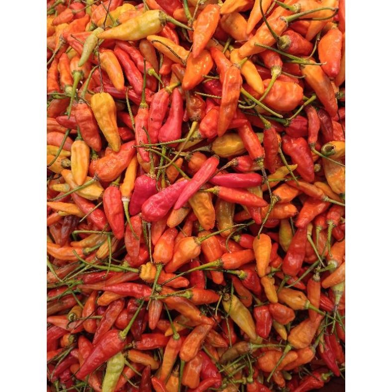 

Penuh Inovasi Cabe Rawit 1Kg Fresh Termurah !!!