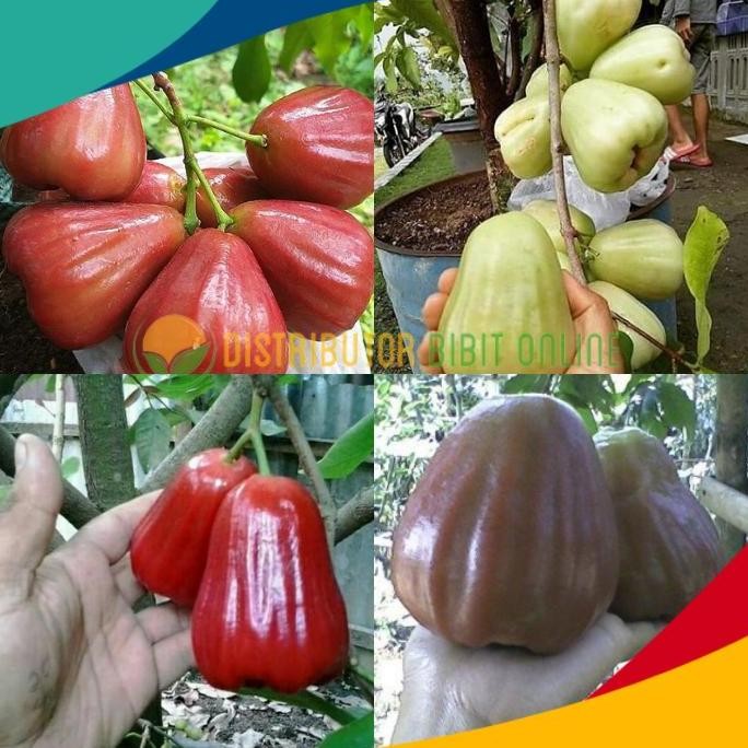 

TERMURAH BIBIT JAMBU AIR 4 VARIAN (DALHARI, CITRA, MADU DELI, KING ROSE) PAKET HEMAT