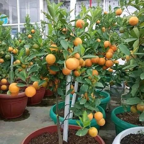 

TERMURAH BIBIT JERUK SANTANG MADU CEPAT BERBUAH UNGGUL ASLI