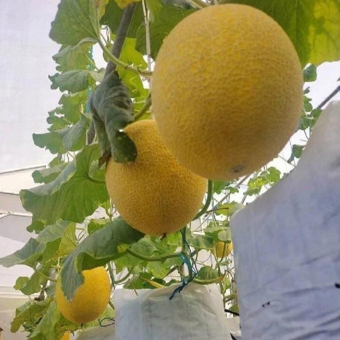 

TERMURAH BENIH BIBIT MELON MADU HONEY GLOBE F1 - PREMIUM HIBRIDA IMPORT SUPER MANIS