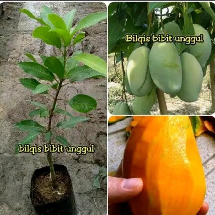 

TERMURAH BIBIT MANGGA MADU SUPER MANIS - BENIH UNGGUL TANAMAN BUAH