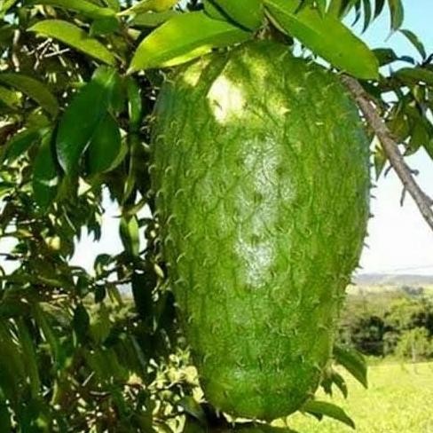 

TERMURAH BIBIT POHON SIRSAK MADU SUPER - TANAMAN BUAH & HERBAL DAUN KAYA MANFAAT