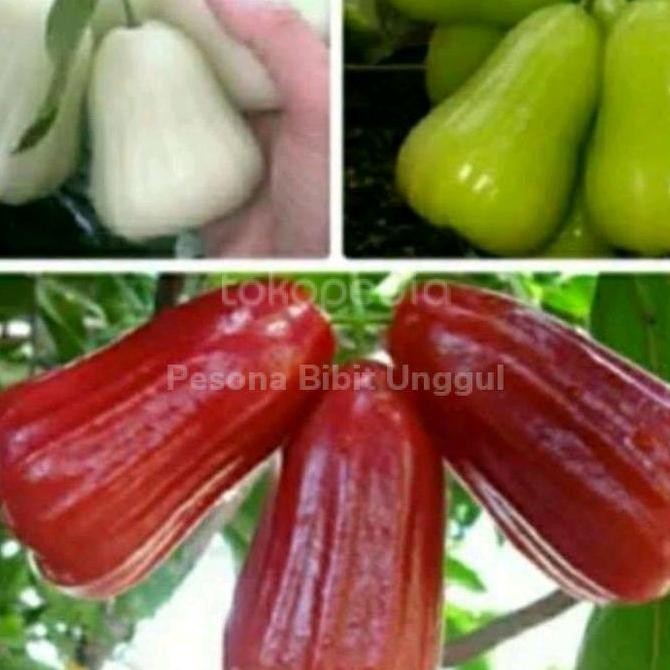 

TERMURAH PAKET BIBIT JAMBU AIR CITRA MADU, DELI & MADU SUSU | TANAMAN CEPAT BERBUAH