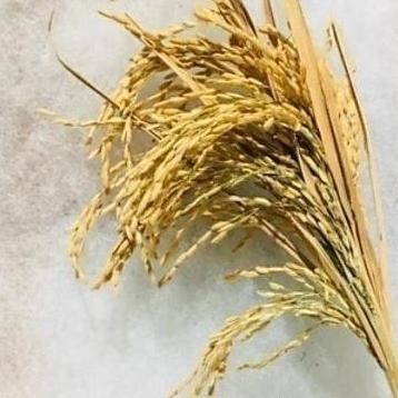 

ready Padi utuh,tangkai padi utuh,whole dryrice stalk,masih ada daun/tangkai