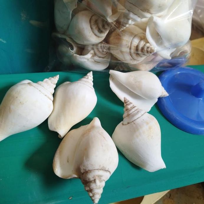 

ready kerang gengong
