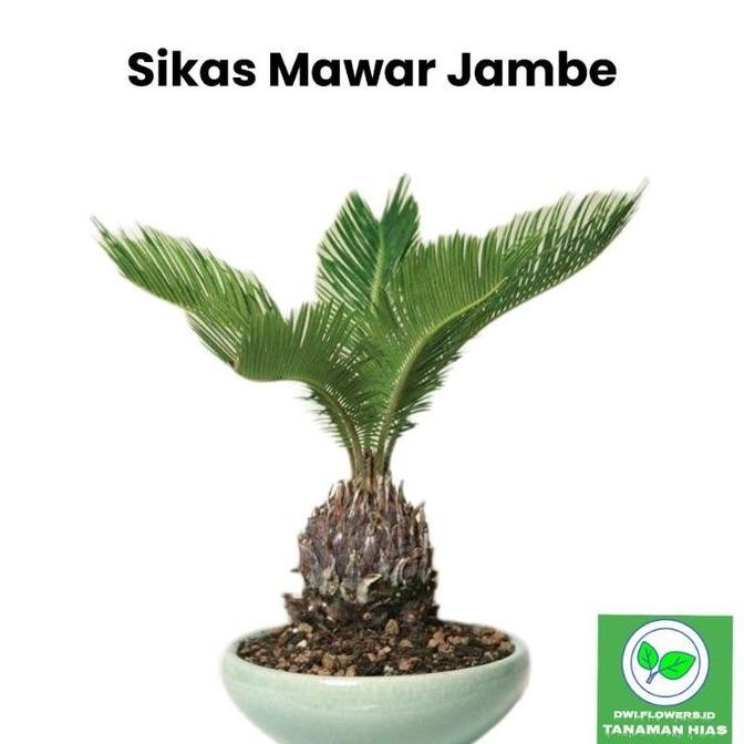 Terlaris ( Bisa Cod ) Tanaman Hias Palem Sikas Dewasa & Bibit Palm Sikas Mawar Jambe / Pohon Palem M