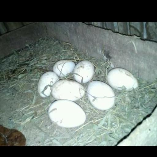 

TELUR TETAS KALKUN BLACK SPANISH