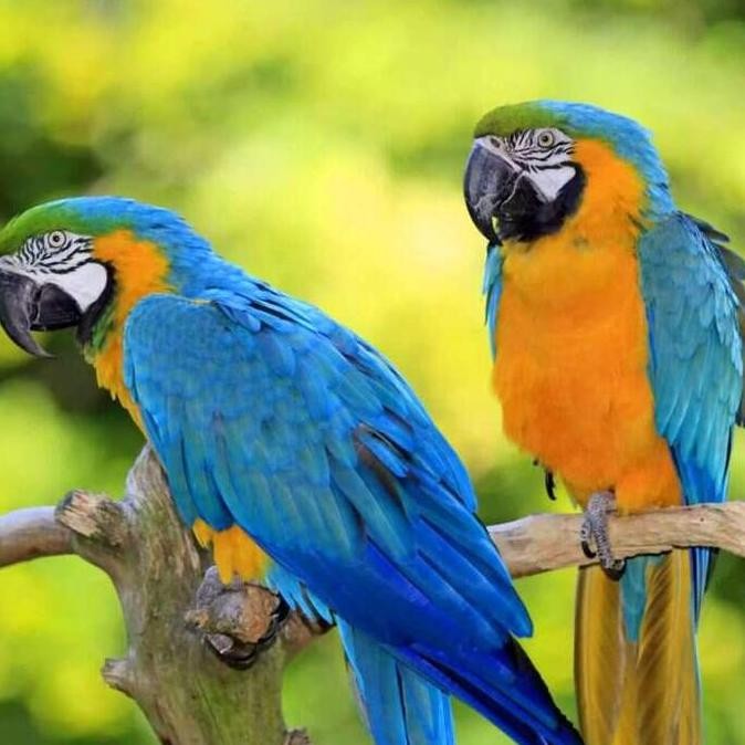 

TELUR FERTIL SIAP TETAS BURUNG MACAW BLUE AND GOLD
