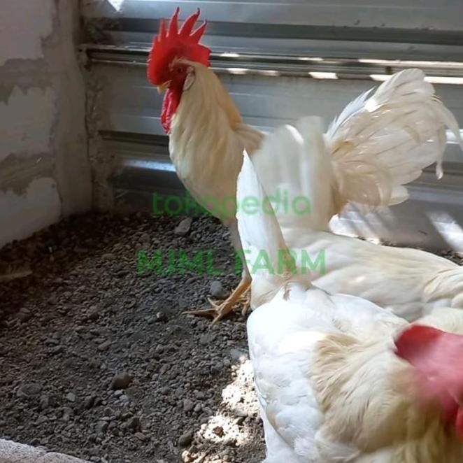 

FERTIL TELUR TETAS FERTIL AYAM WHITE LEGHRONE [ ITALY ] TERLARIS