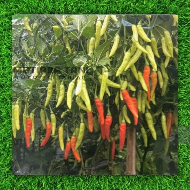 CABAI RAWIT GENJAH BLAZE 10gr HAKAKO SEEDS CORP