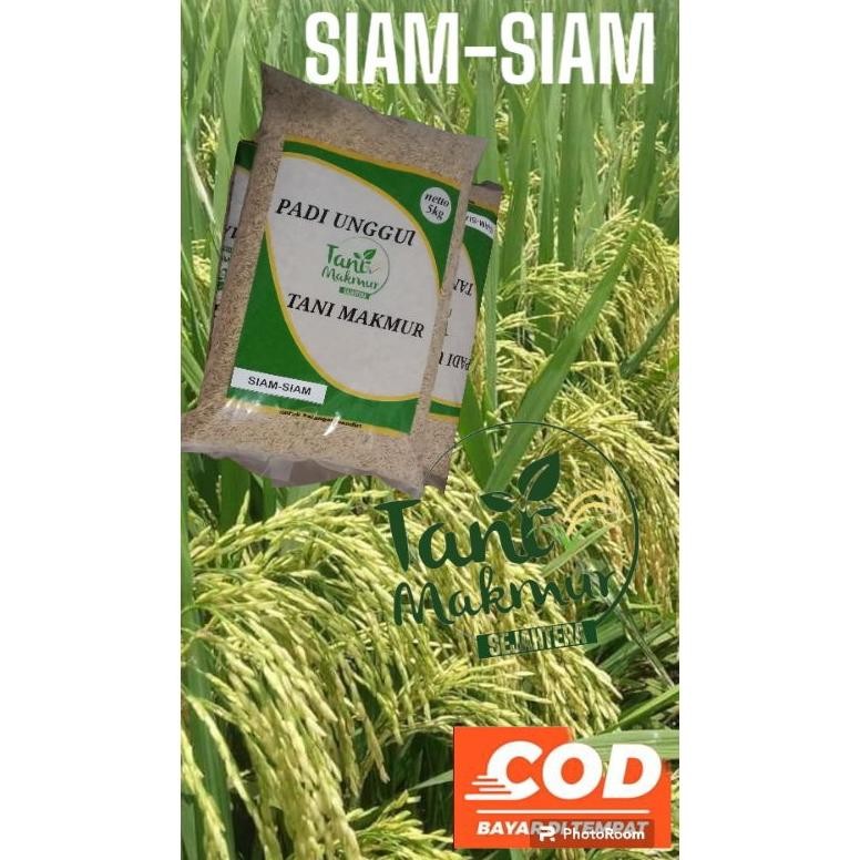 benih padi siam siam aromatik