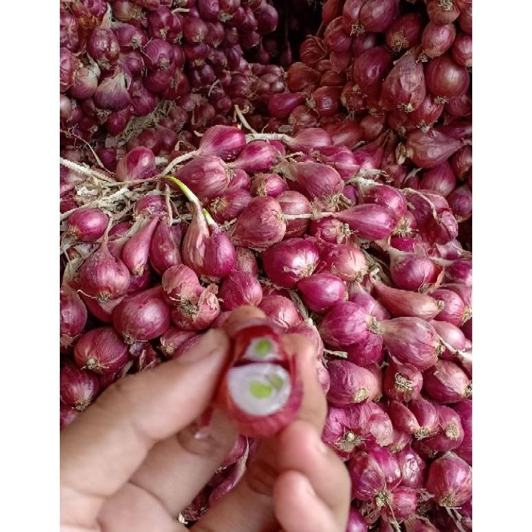 

Benih Bawang merah varietas bima Brebes 1kg siap tanam