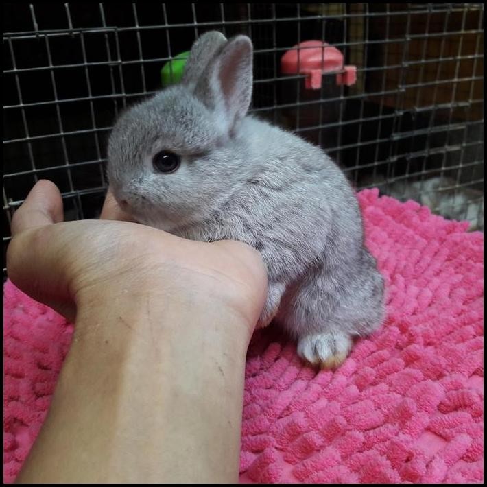 kelinci dwarf cinchila