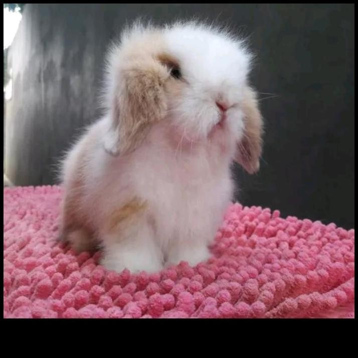 kelinci fuzy lop warna special viena marking