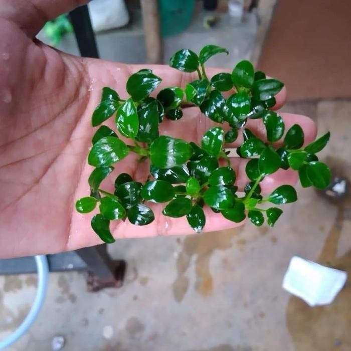 Anubias Mini Tanaman Stemplant Aquascape
