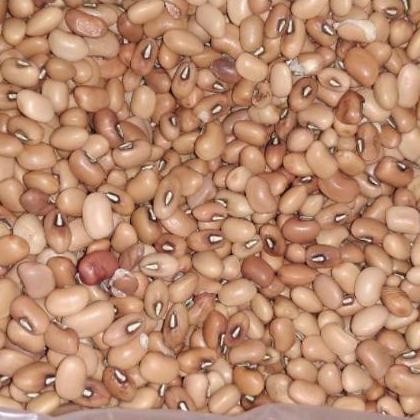 

Kacang Tolo 1 Kg / Kacang Tunggak 1Kg