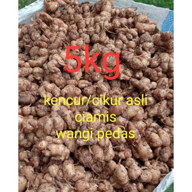 

kemasan ( 5kg ) kencur segar/cikur asli ciamis aroma nyh wangi rasa pedas cocok buat bumbu dan jamu Nugi