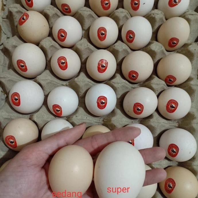 

Telur kampung omega super 30 butir is