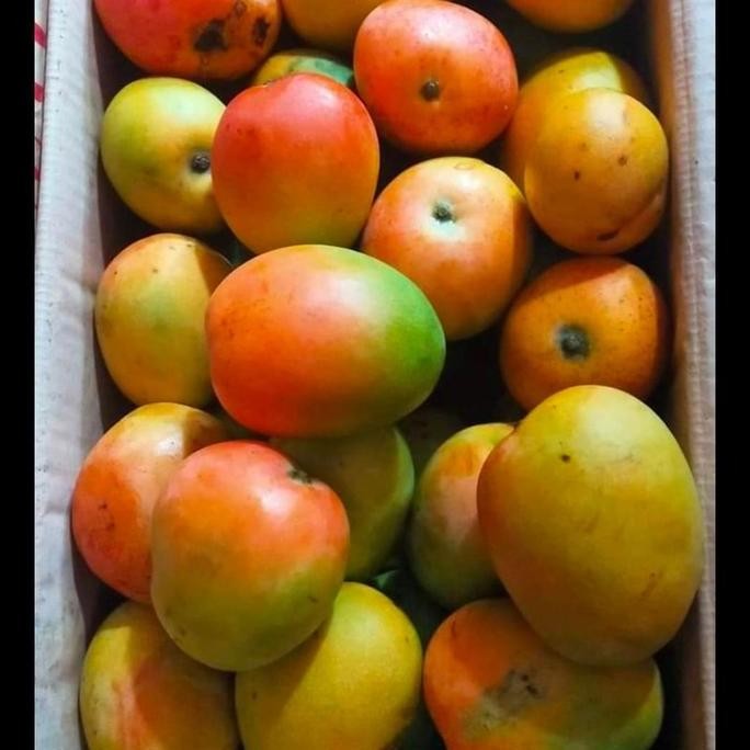 mangga gedong gincu super