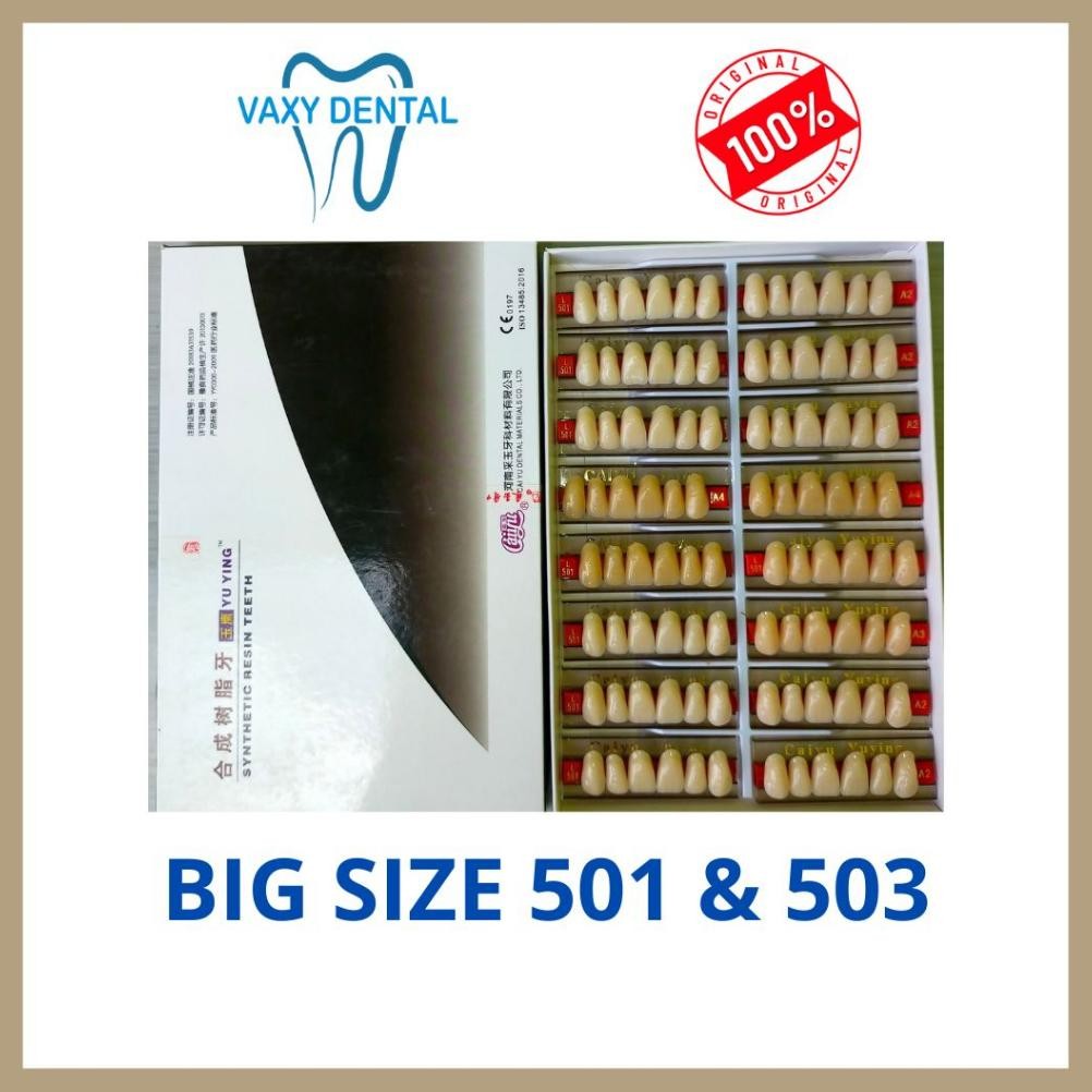 Gigi Palsu Caiyu Depan Atas 1 Box/Kotak/Dus Size 501 Dan 503 Ukuran Besar Jumbo Big Size Isi 16 Papa