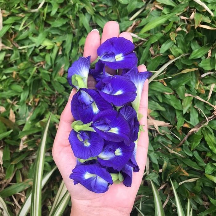 

Kkim Bunga Telang Segar